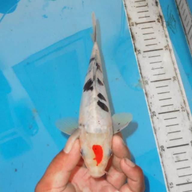 TANCHO SANKE PULAU