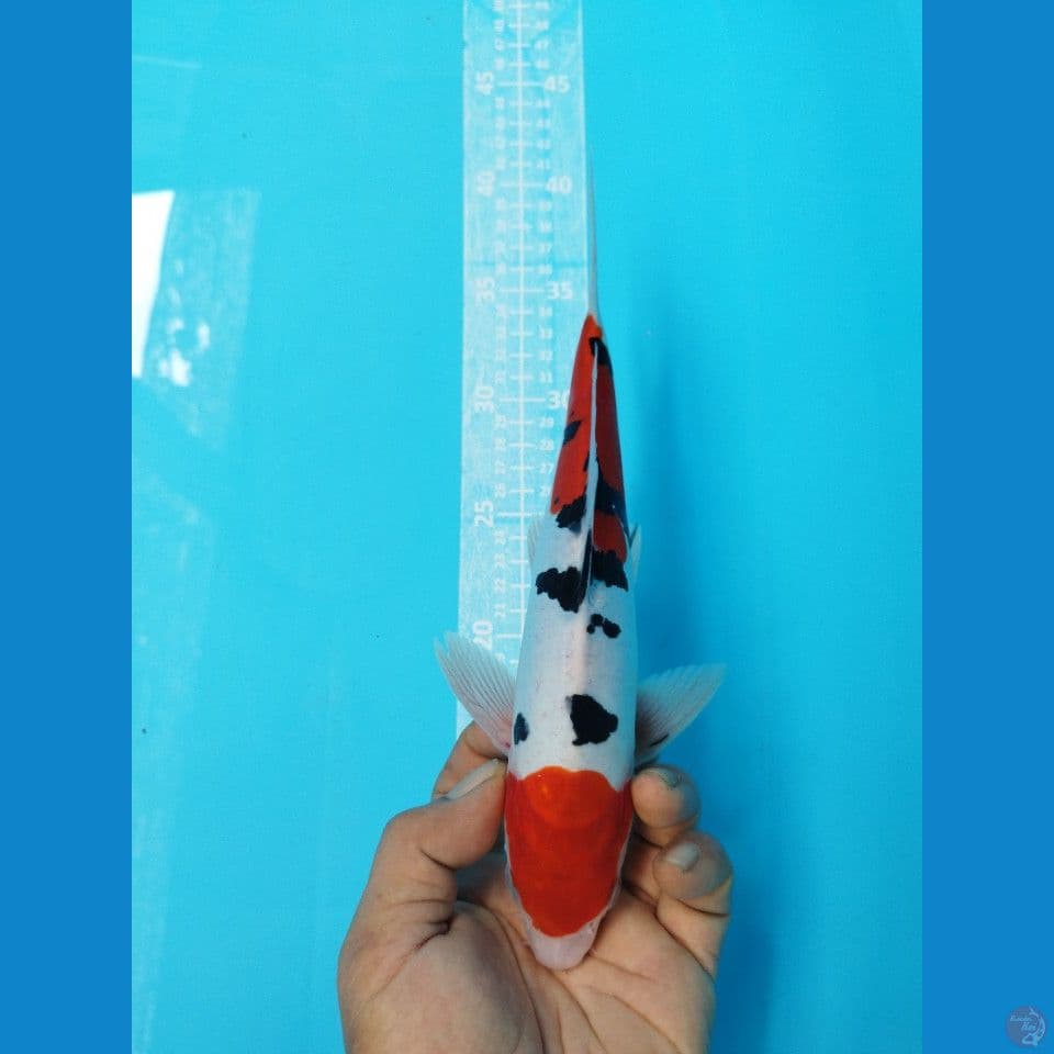 DOITSU SANKE M27CM