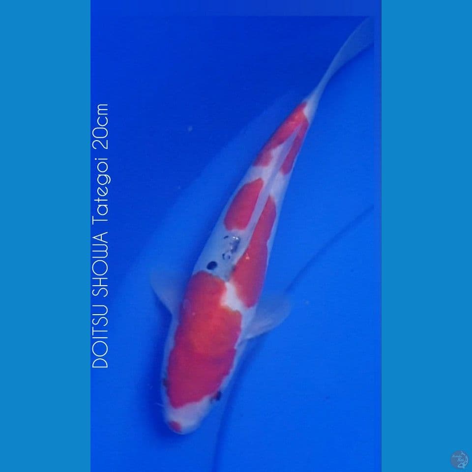 20cm DOITSU SHOWA Tategoi
