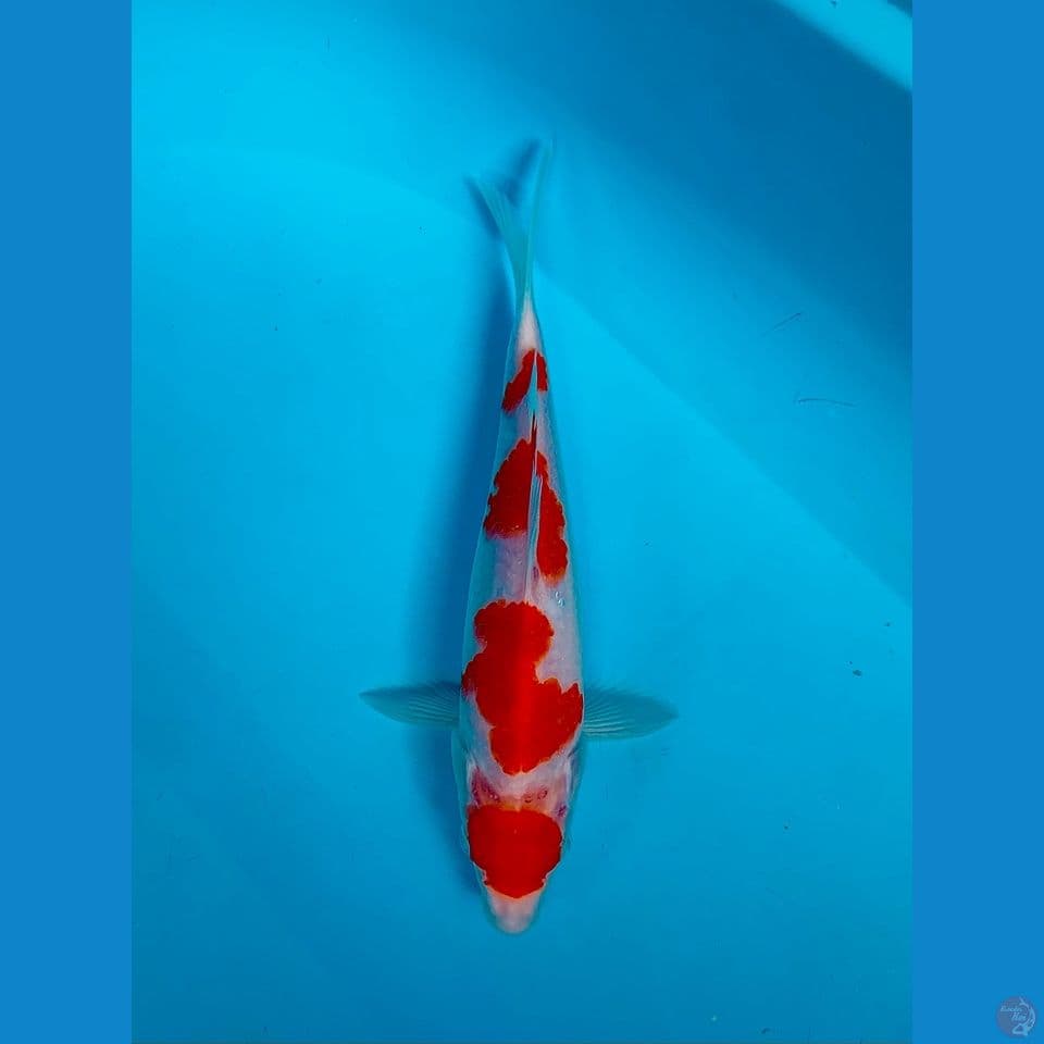 MARUTEN 23CM~original