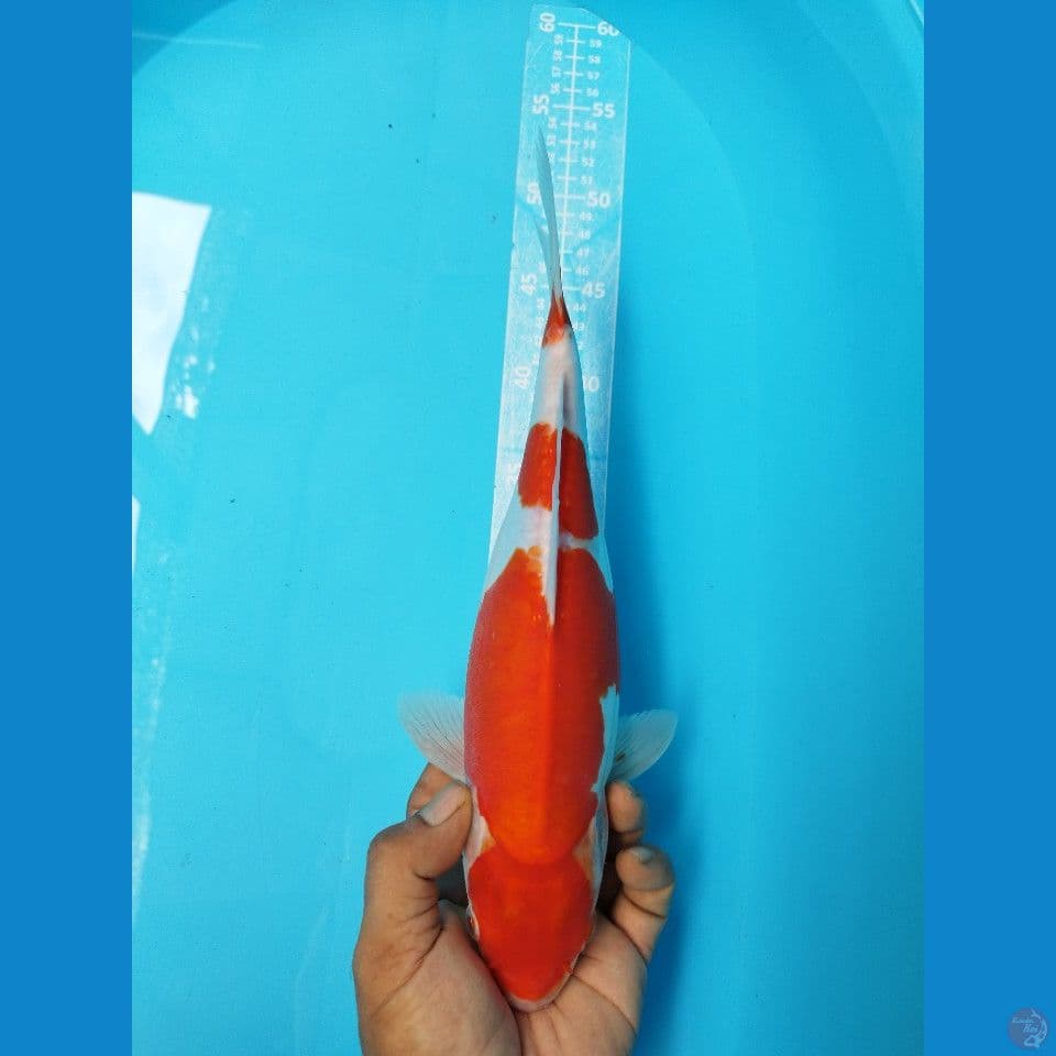 DOITSU KOHAKU F33CM