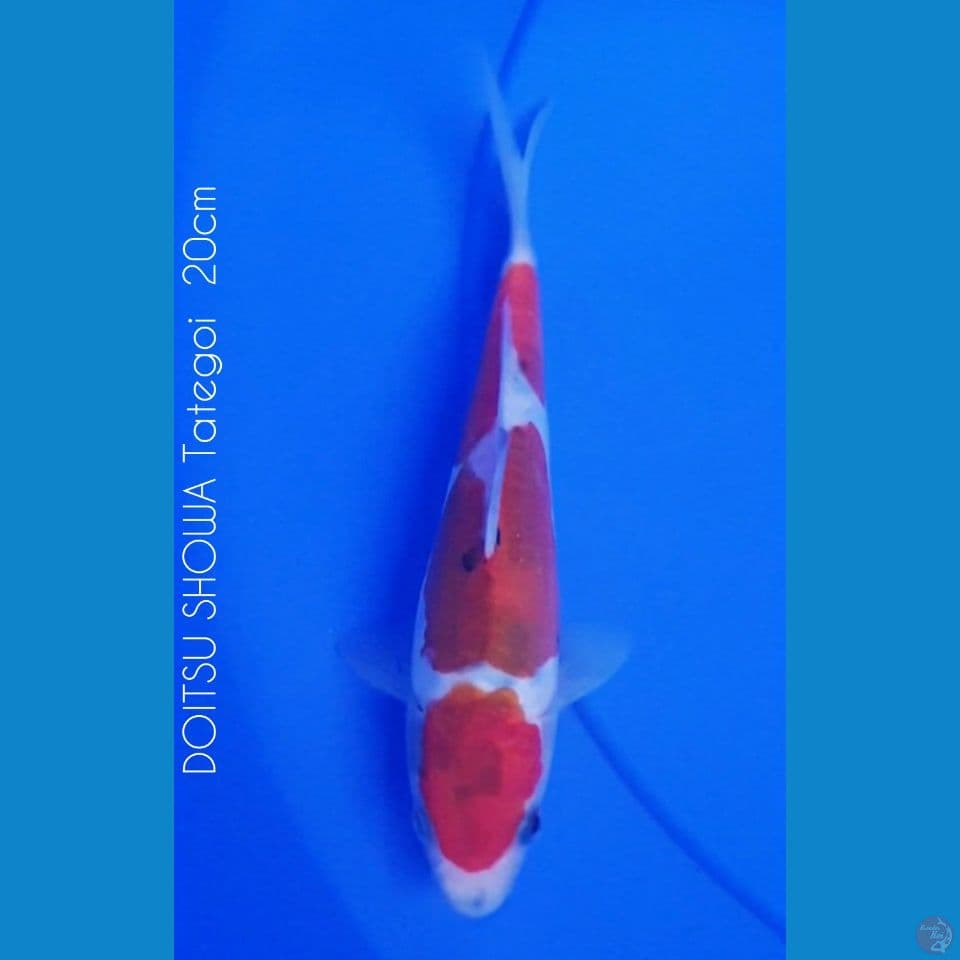 20cm DOITSU SHOWA Tategoi