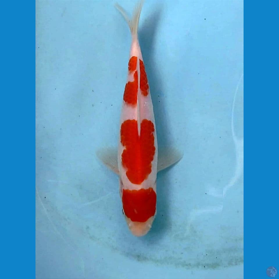 maruten kohaku, 17 cm