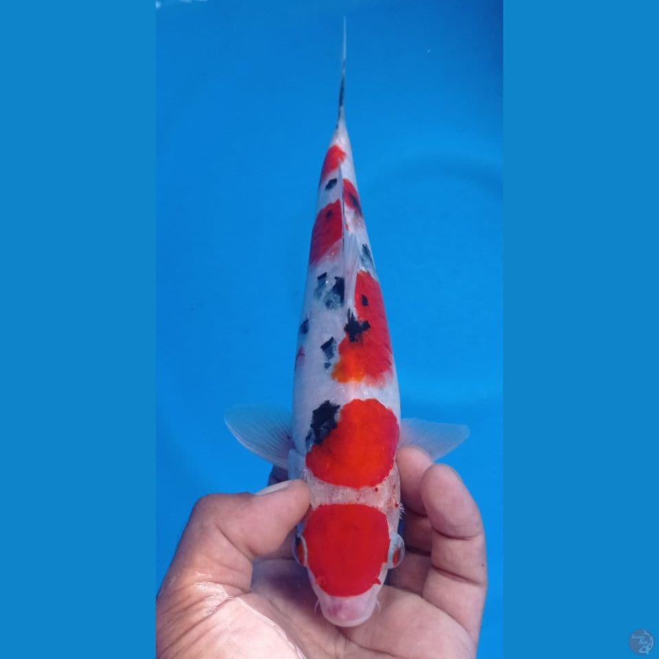 SANKE 28CM