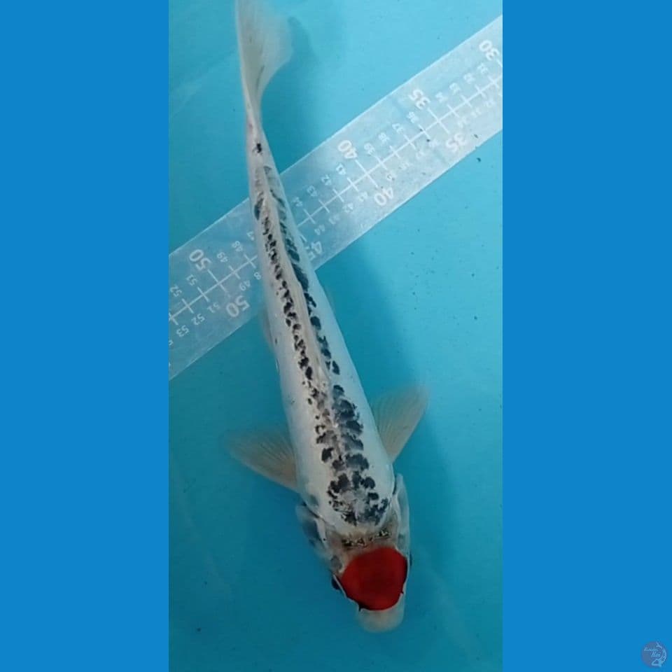 TANCO 34CM