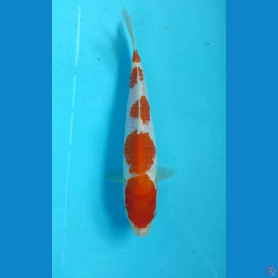 Kohaku 19cm
