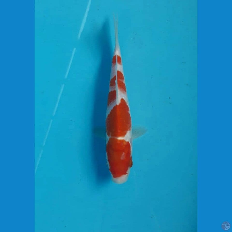 Kohaku 18cm