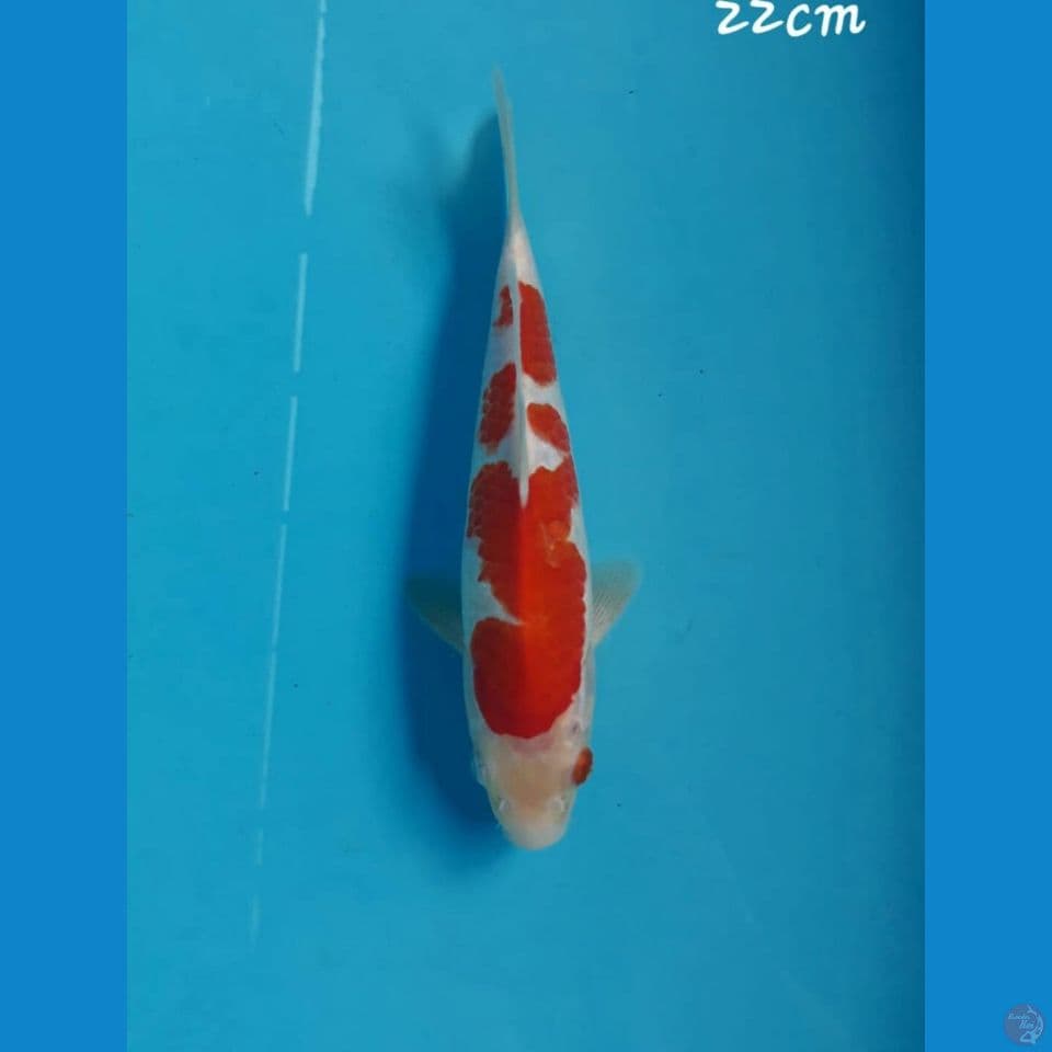 Kohaku 22cm
