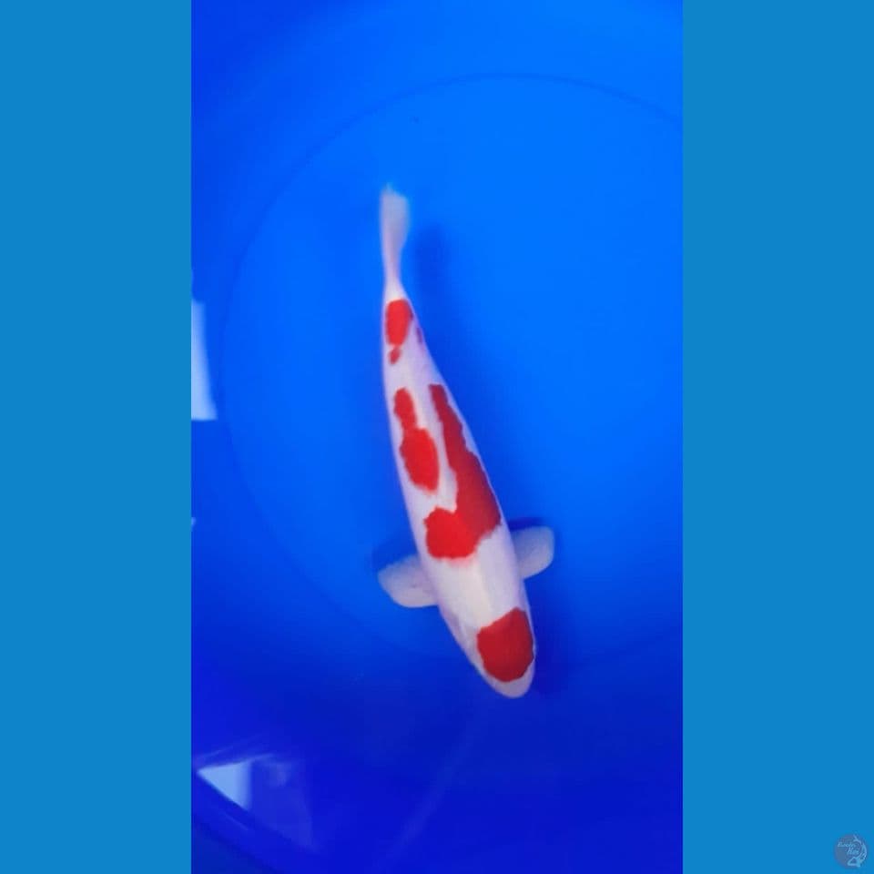 kohaku Halus 32Cm Jantan