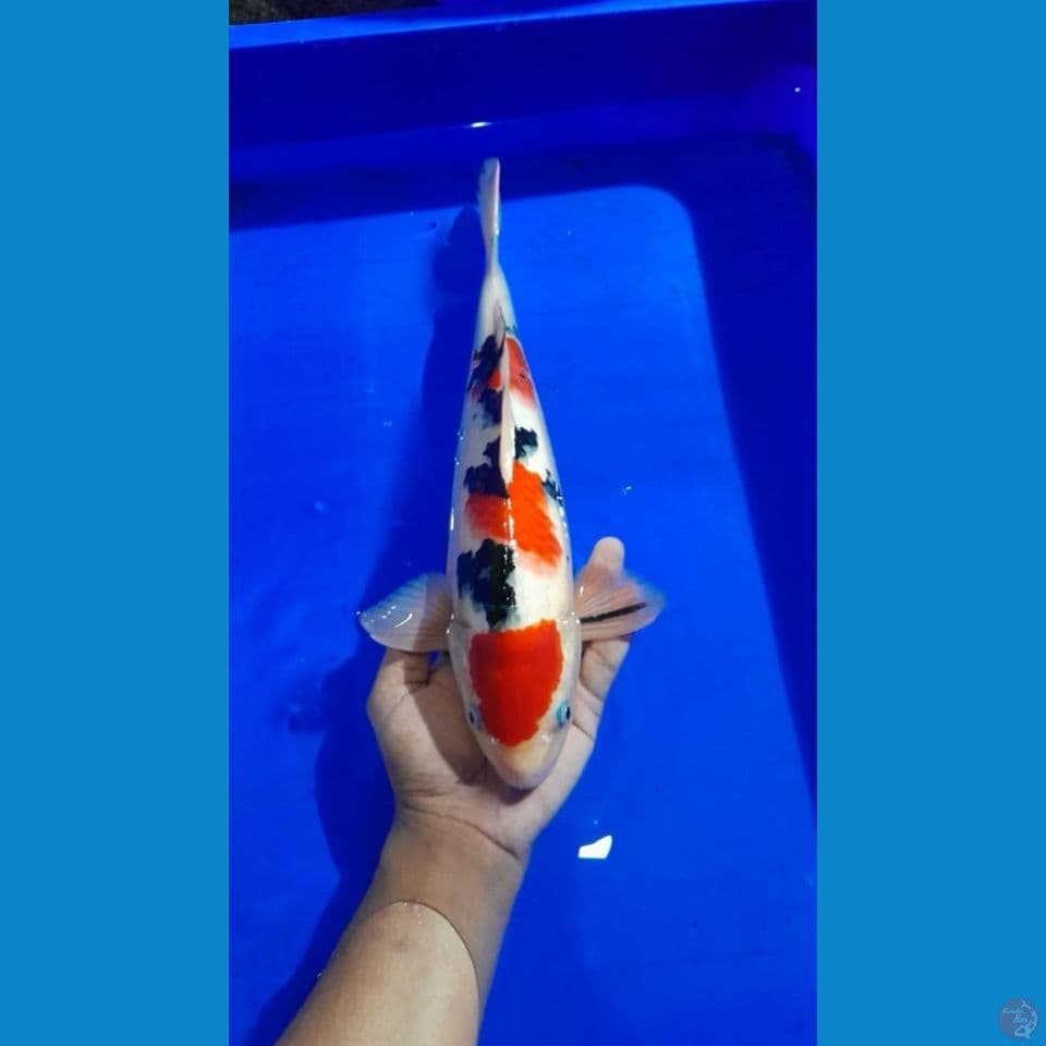 Sanke Male 33cm