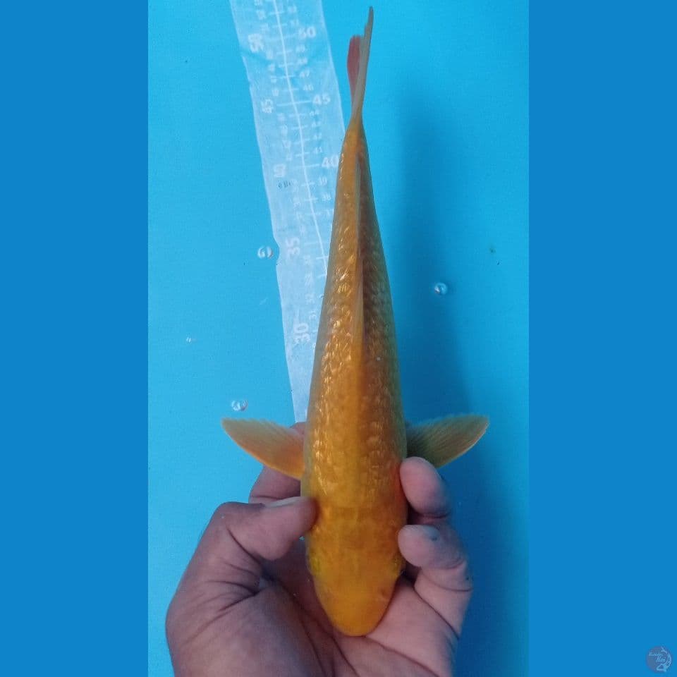 GINRIN 30CM