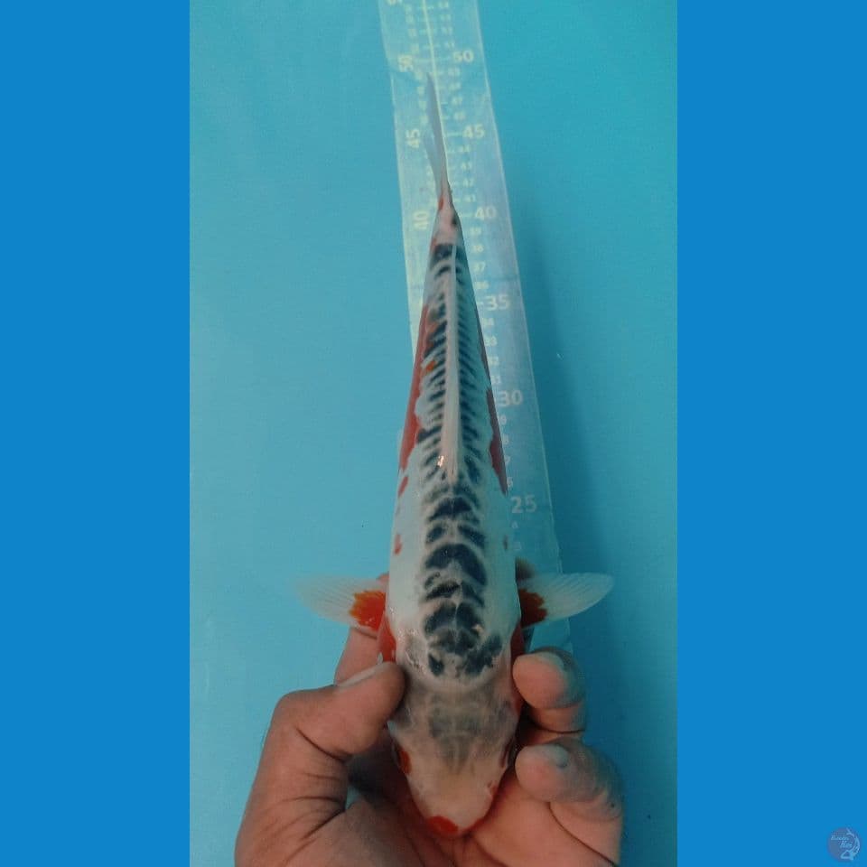 SUSUI 30CM