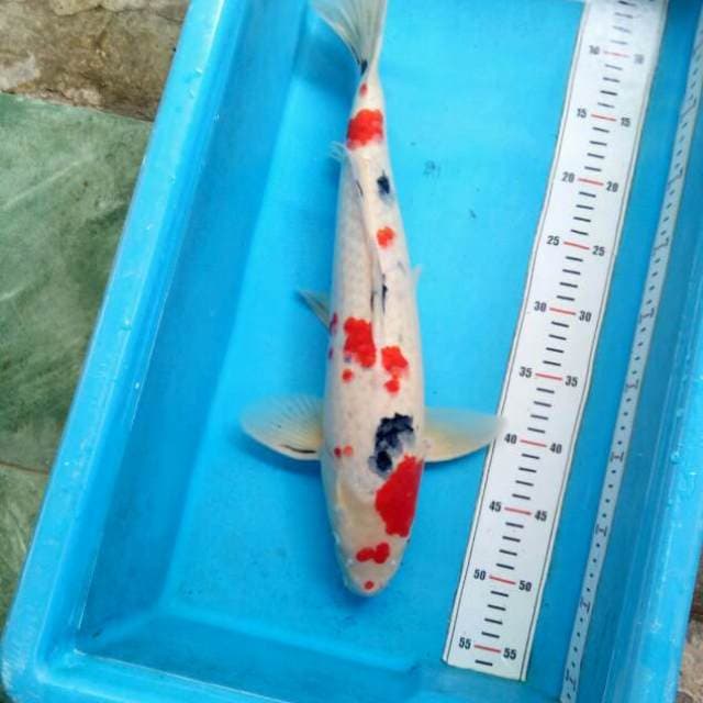 46cm-Sanke-Male
