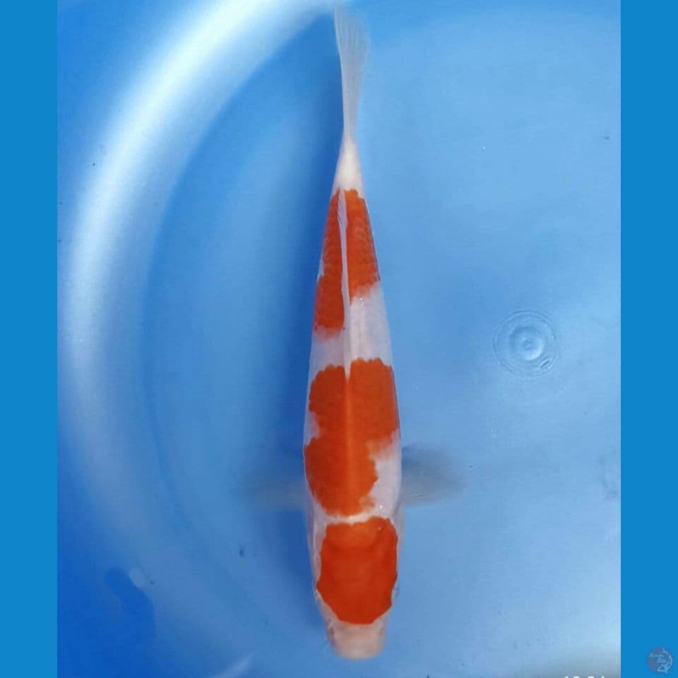 Kohaku 18cm