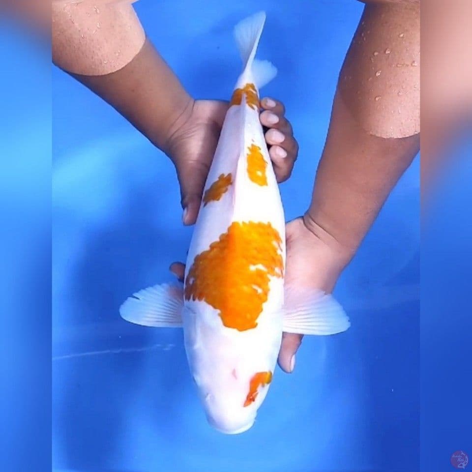 JUMBO KOHAKU # 43CM - F