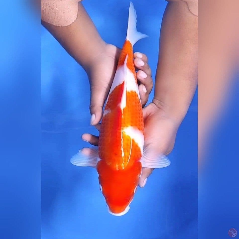 KOHAKU # 35CM - F