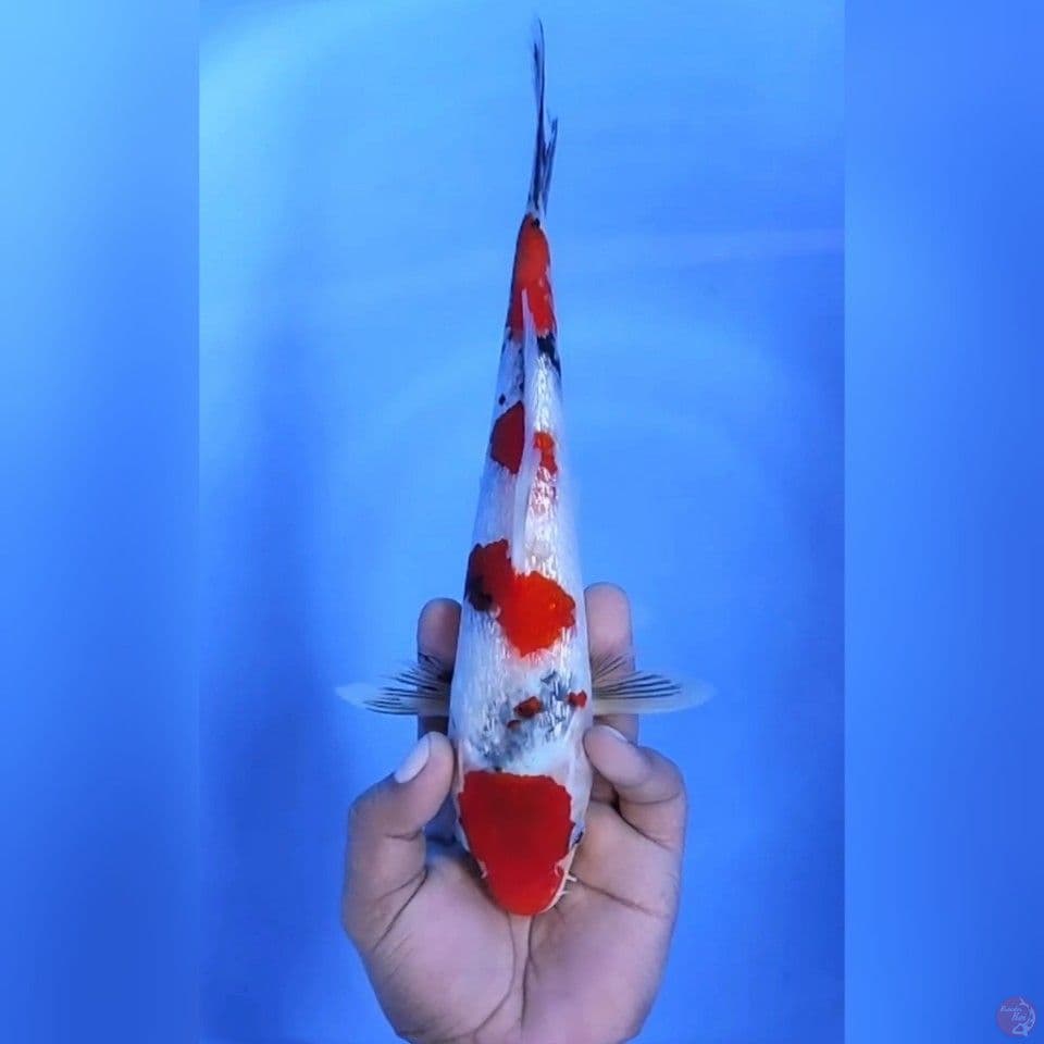 SHOWA GINRIN # 29CM - F