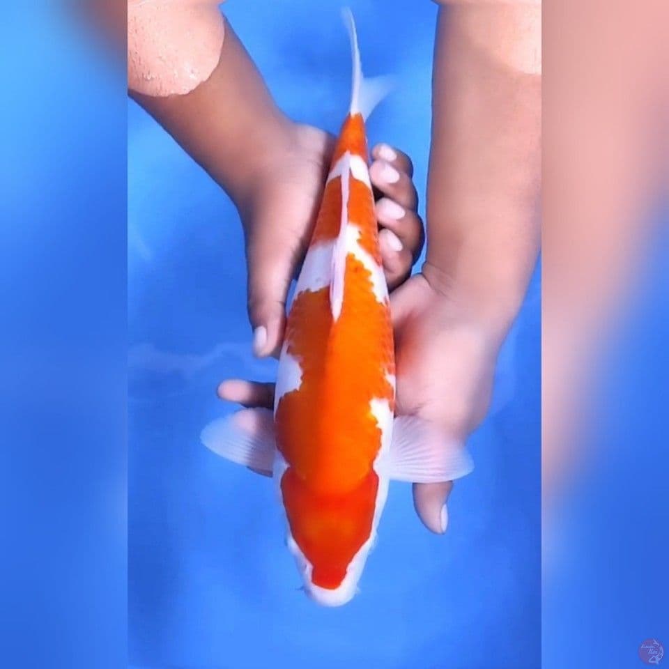 KOHAKU # 35CM -M