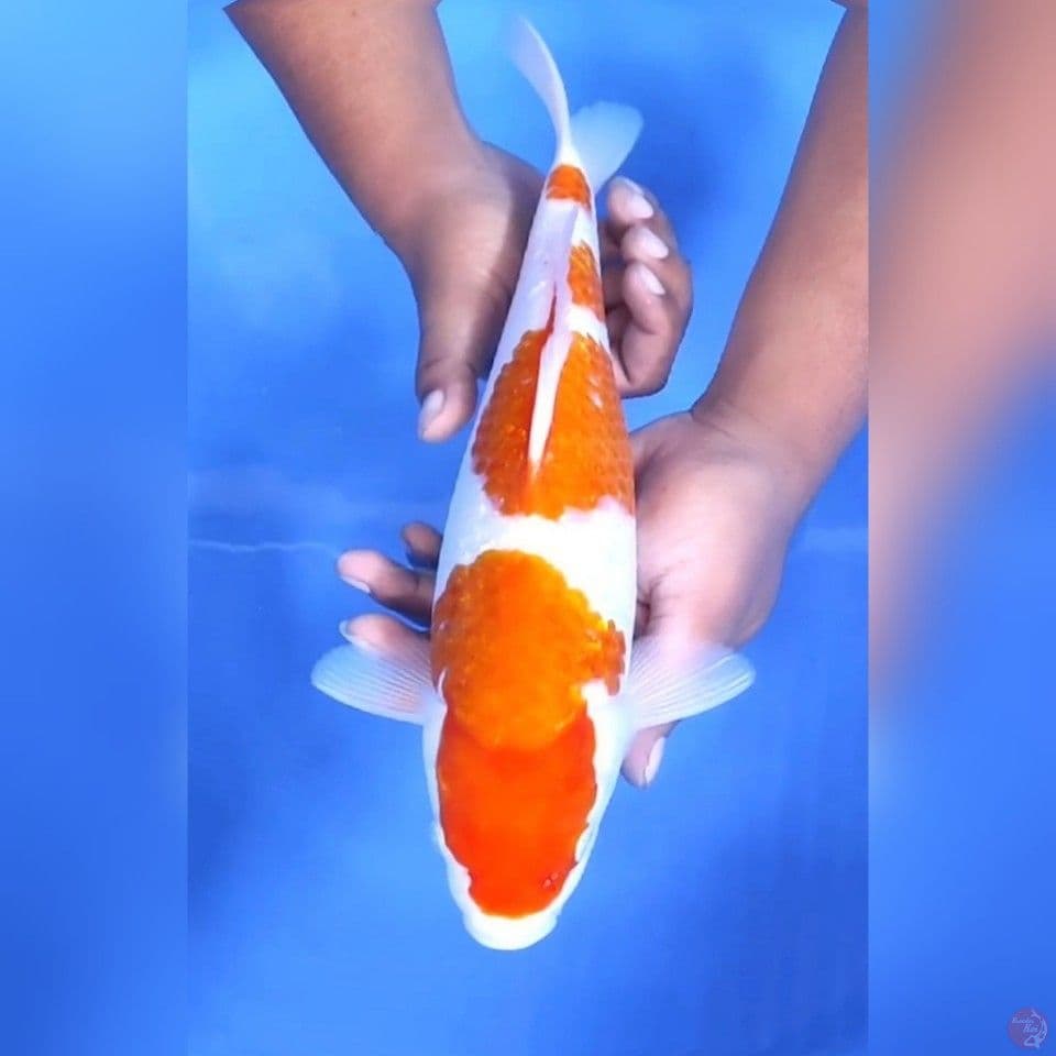 KINGINRIN KOHAKU # 36CM - F