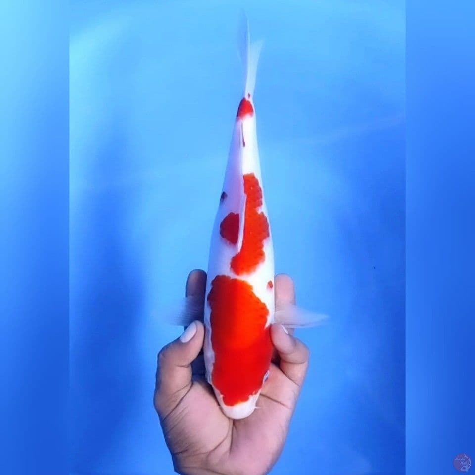 KOHAKU # 30CM - F