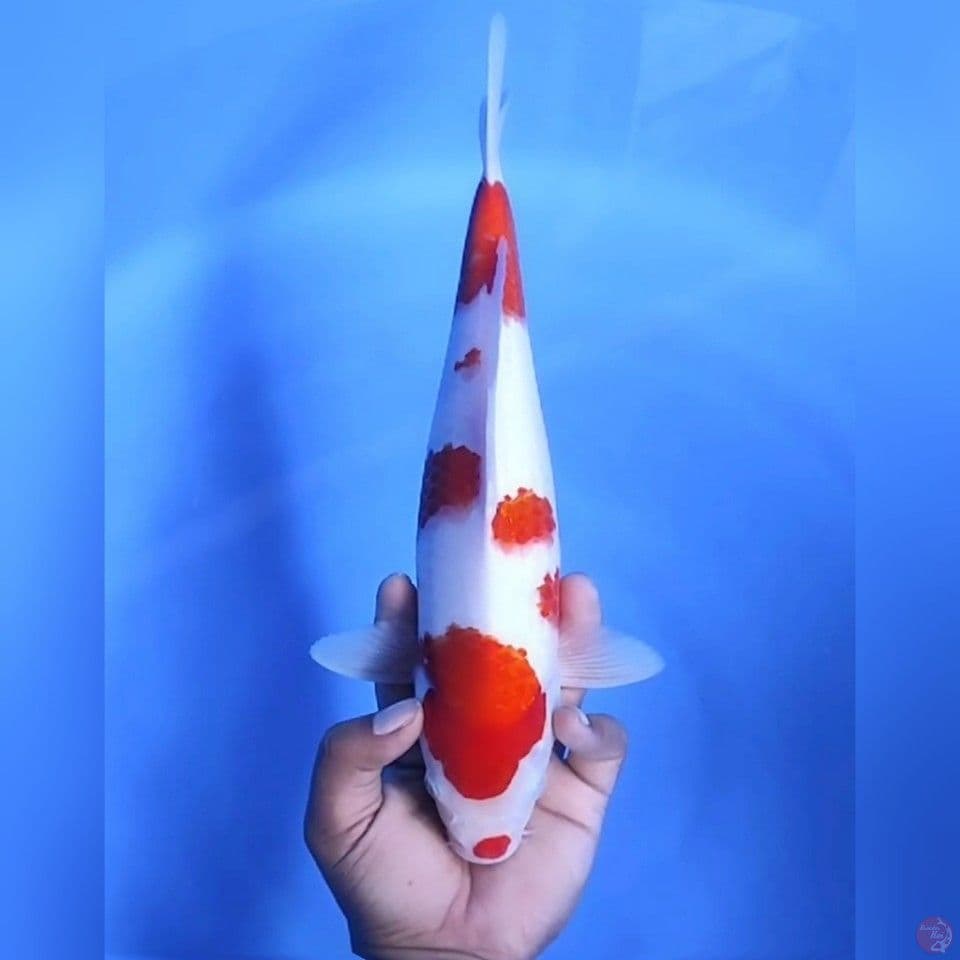 KUCIBENI KOHAKU # 35CM - M