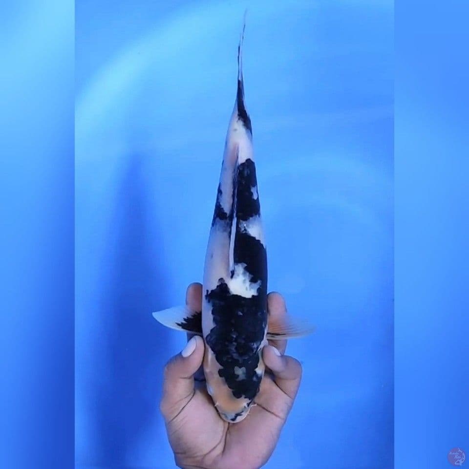 SHIRO # 33CM - F