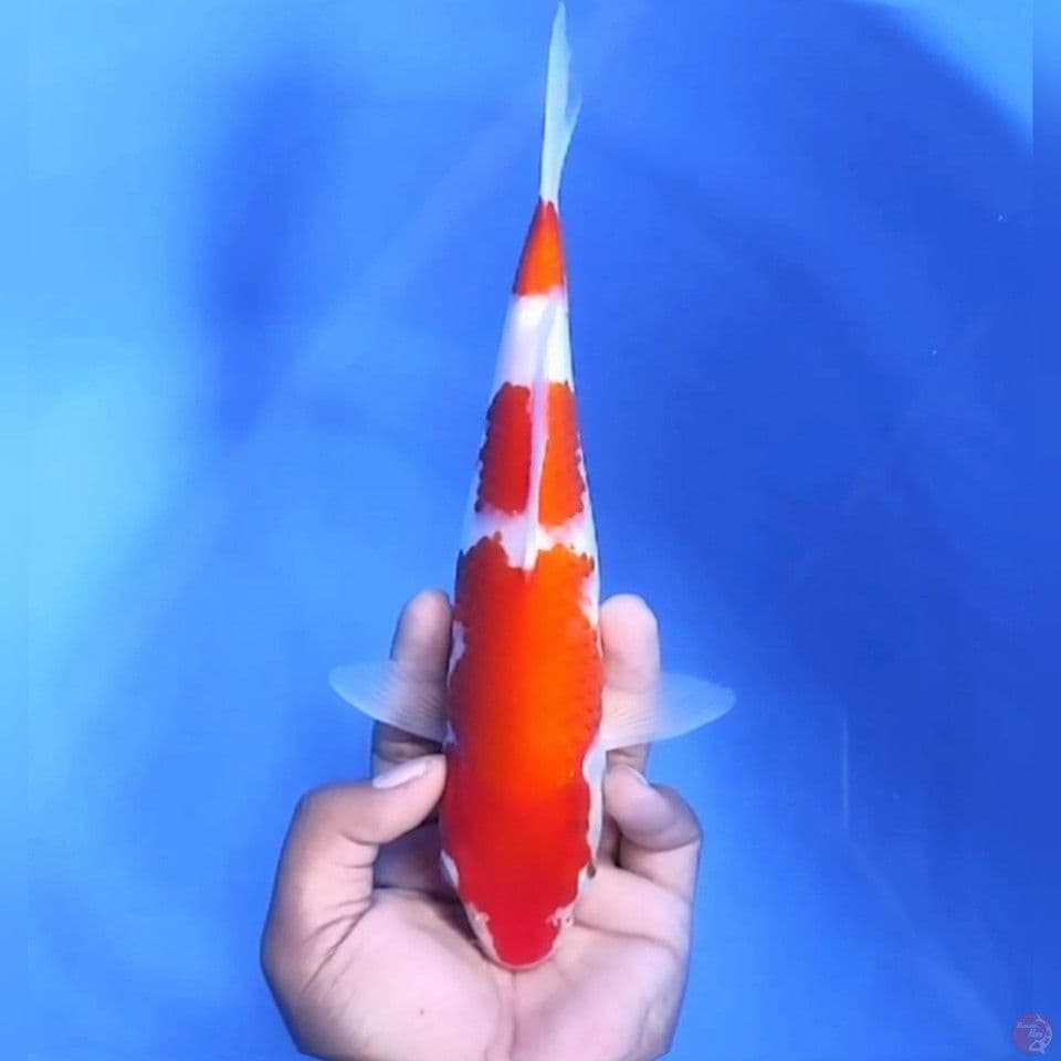 KOHAKU # 27CM - F