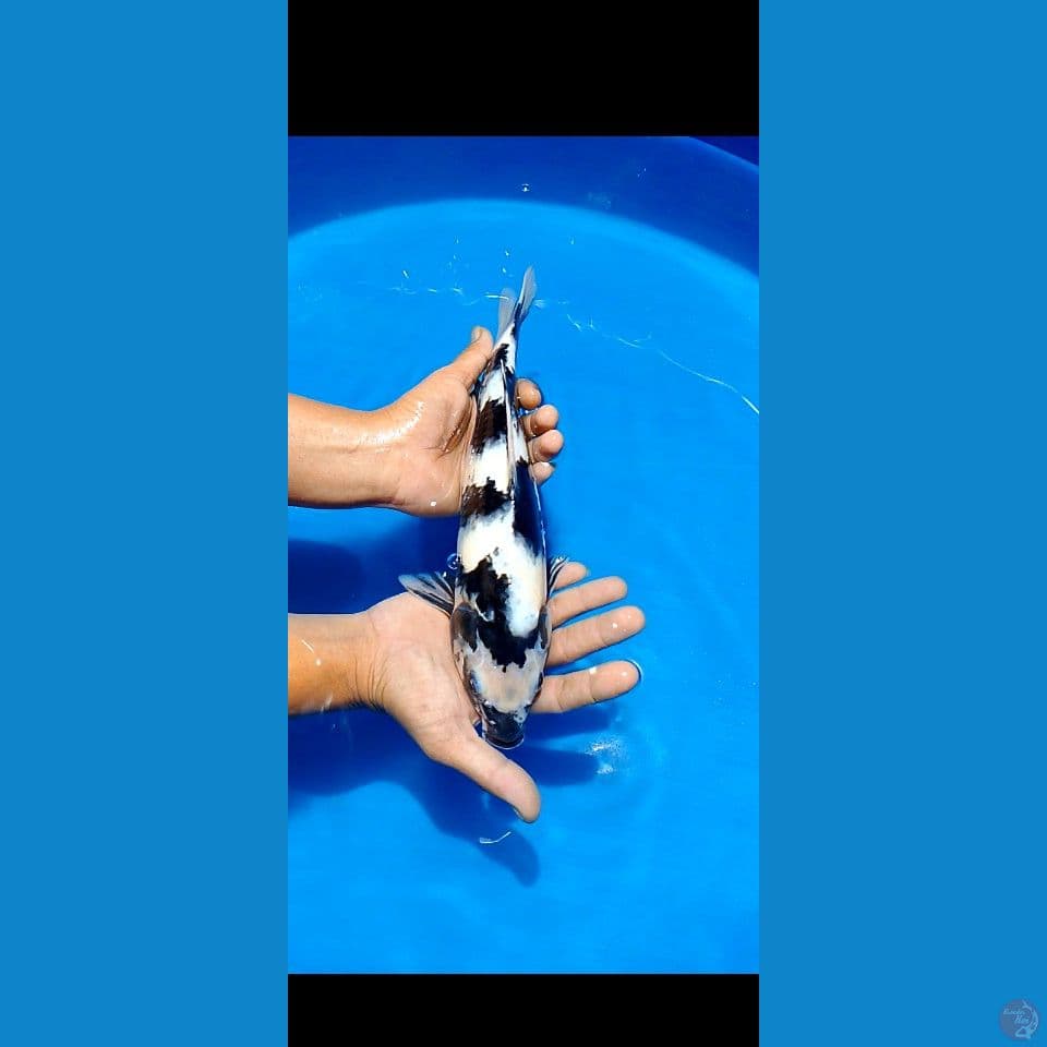 shiro 35 cm