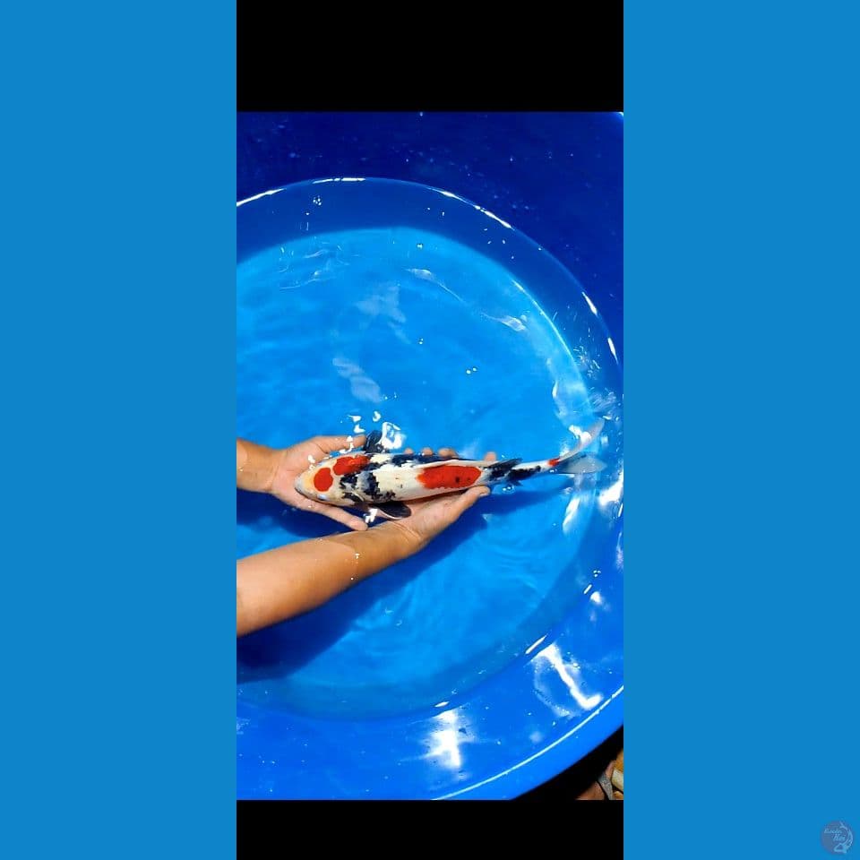 tc showa 45 cm