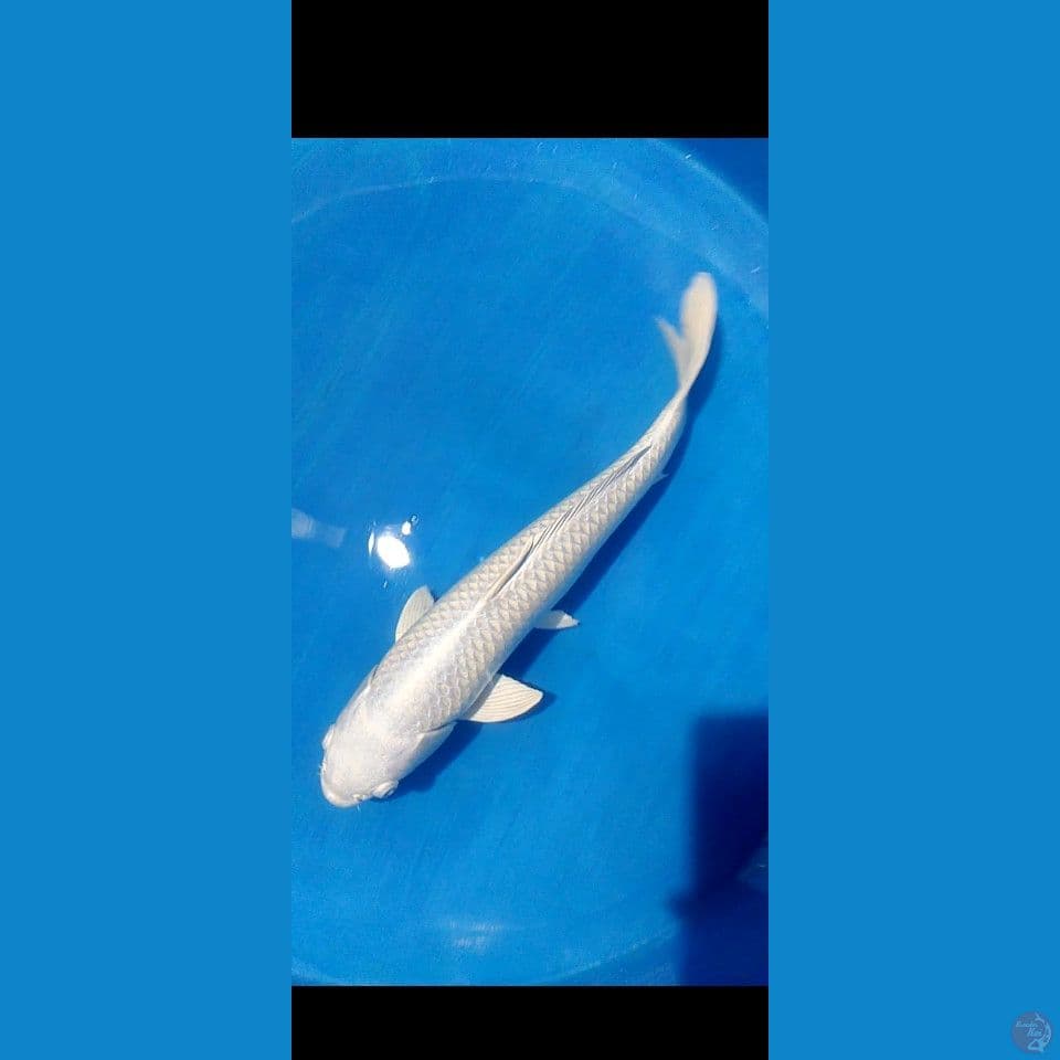 f1 50 cm pelatium