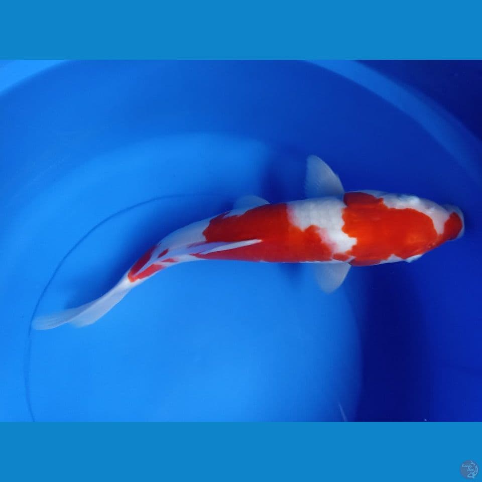 kohaku M 40 strong ori