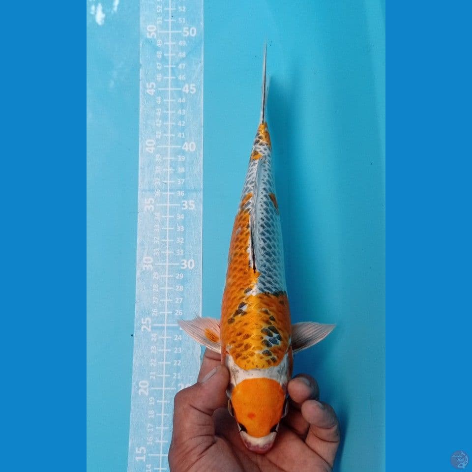 KUJAKU 32CM