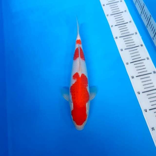 Kohaku red strong bloodline F1