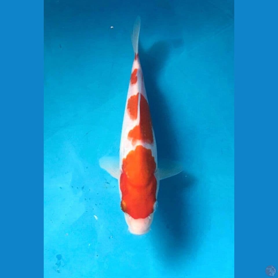 kohaku 20cm