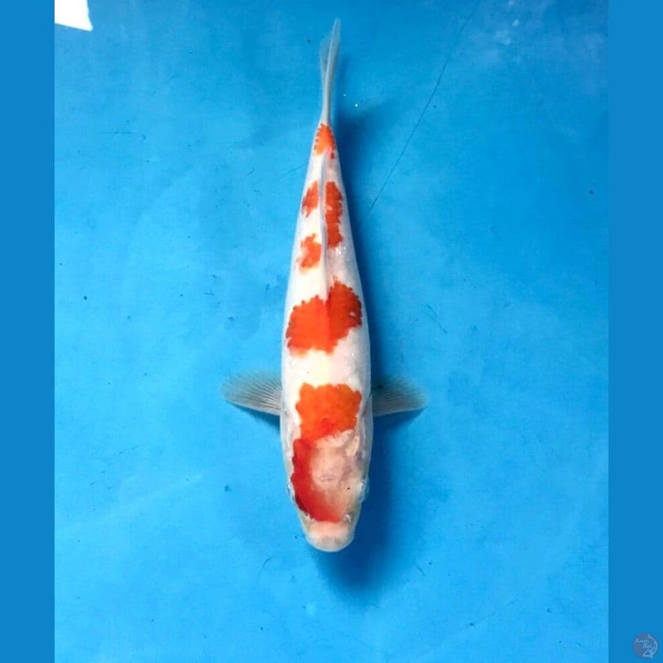 kohaku 19cm