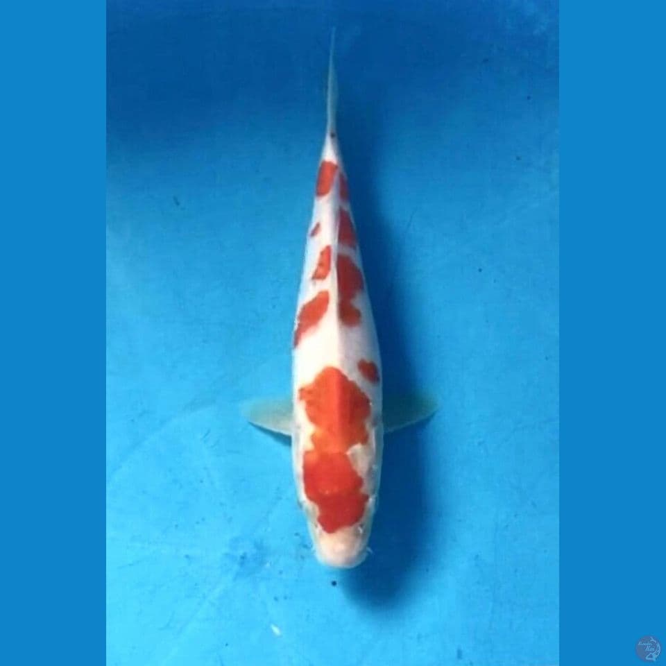 kohaku 20cm