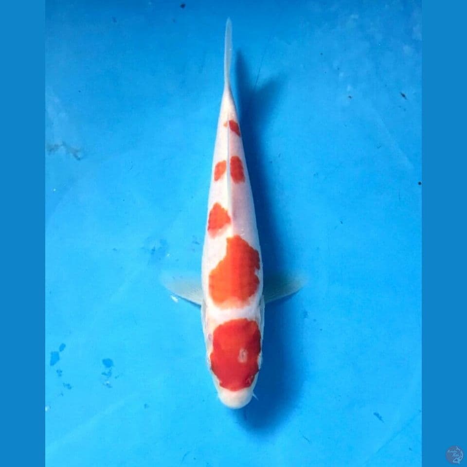 kohaku 19cm