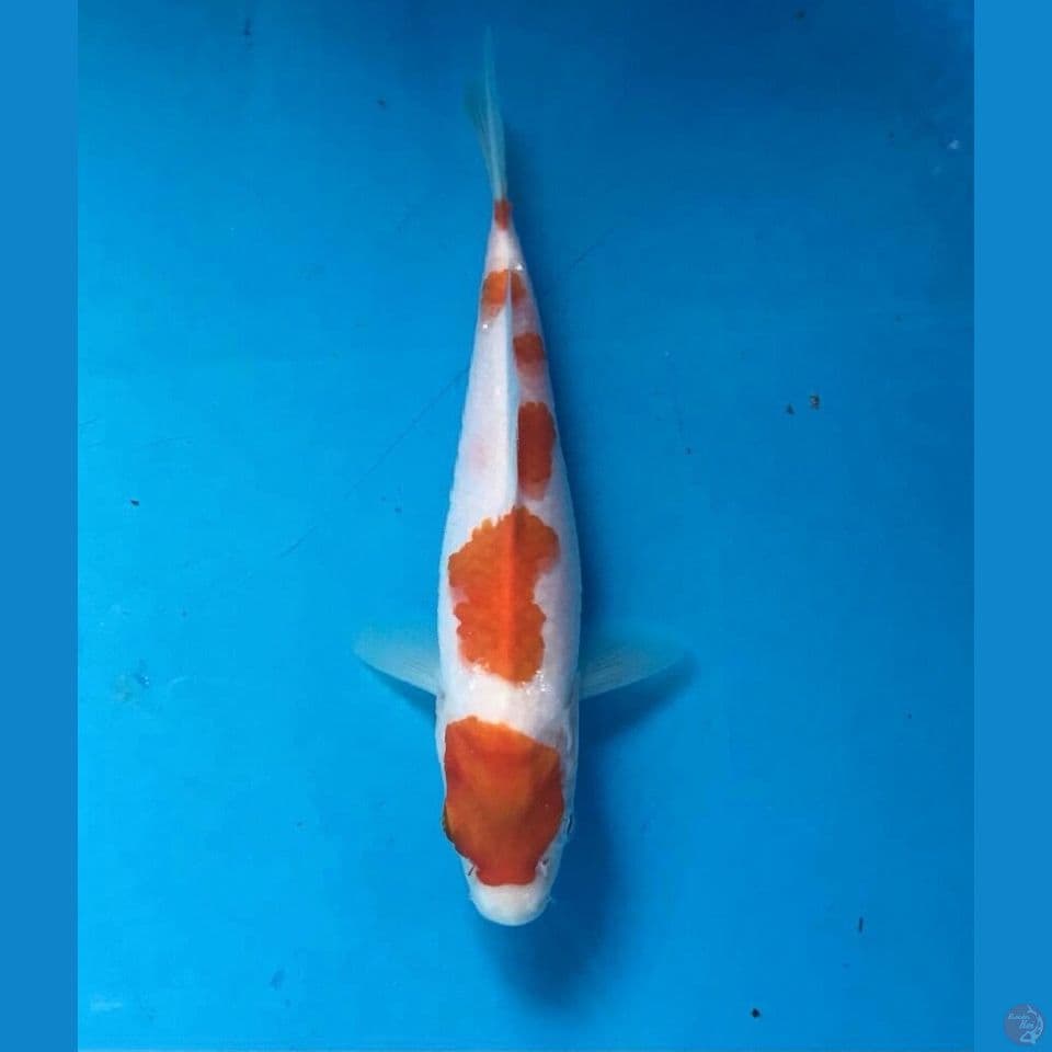 kohaku 18cm