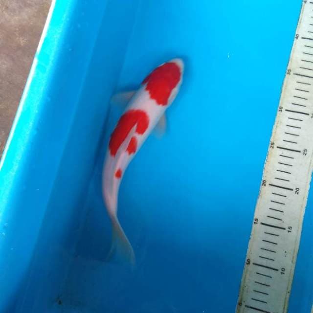 HWC (S of T) kohaku