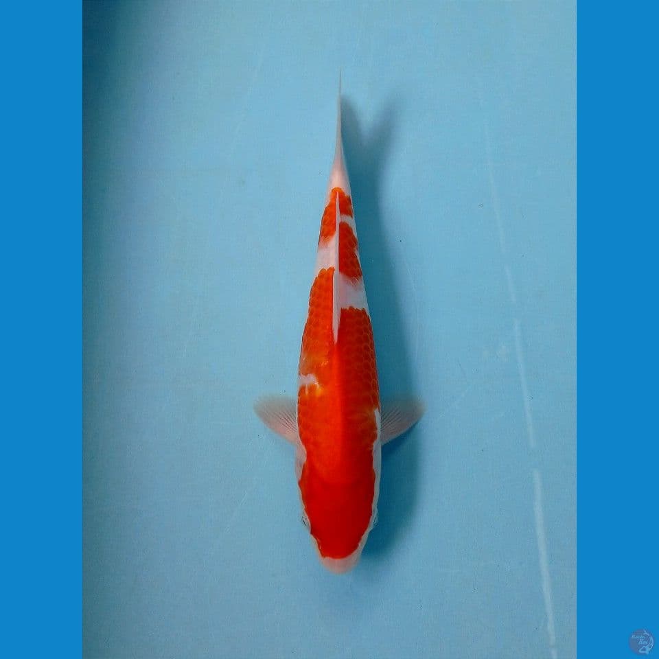 kohaku inazuma, 23 cm