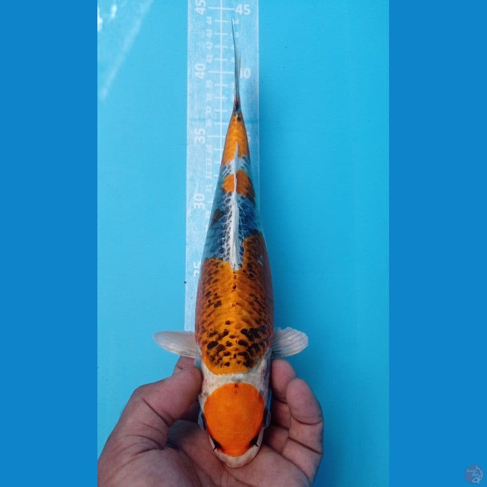 MARUTEN 29CM
