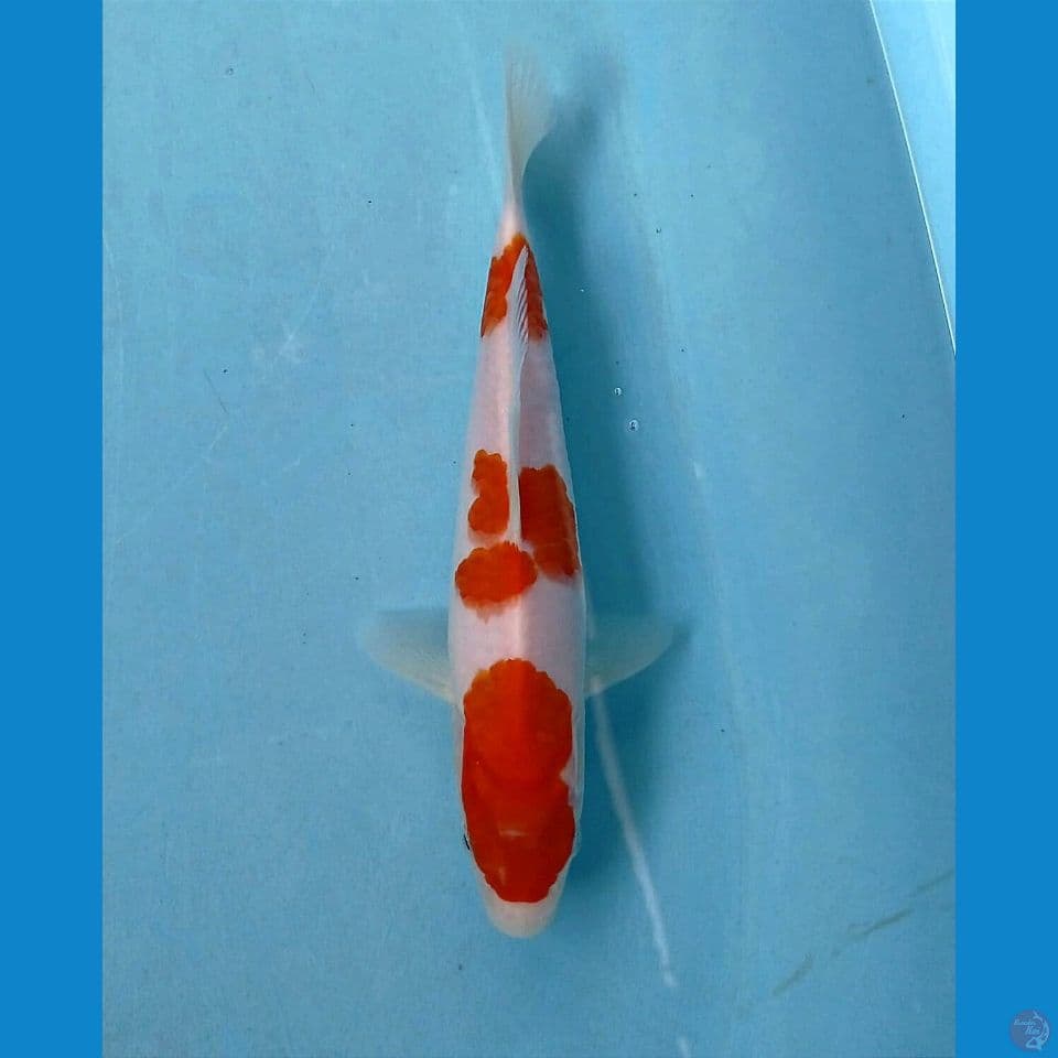 kohaku, 21 cm