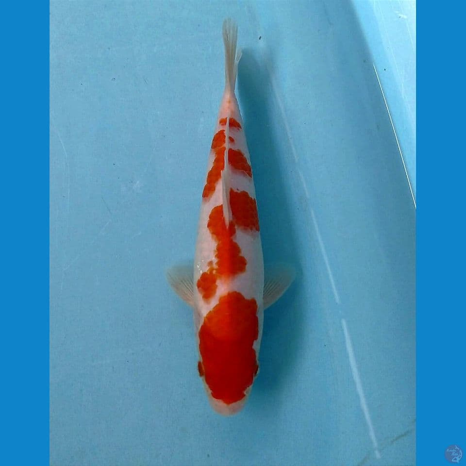 kohaku, 22 cm