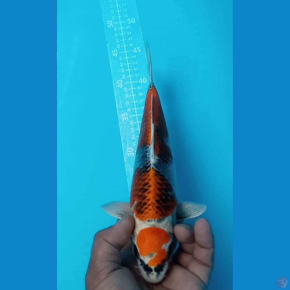 BULKI 30CM