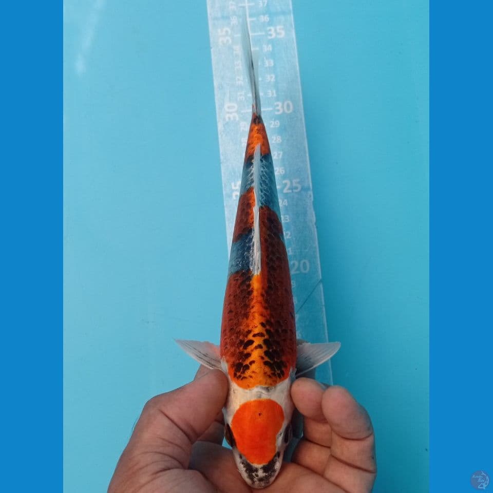 KUJAKU 26CM