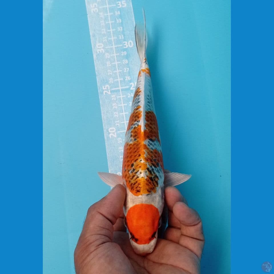 MARUTEN 27CM