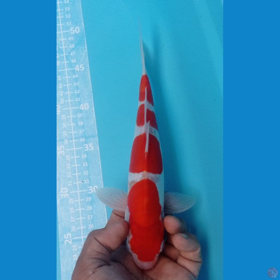 KOHAKU DOIT 30CM