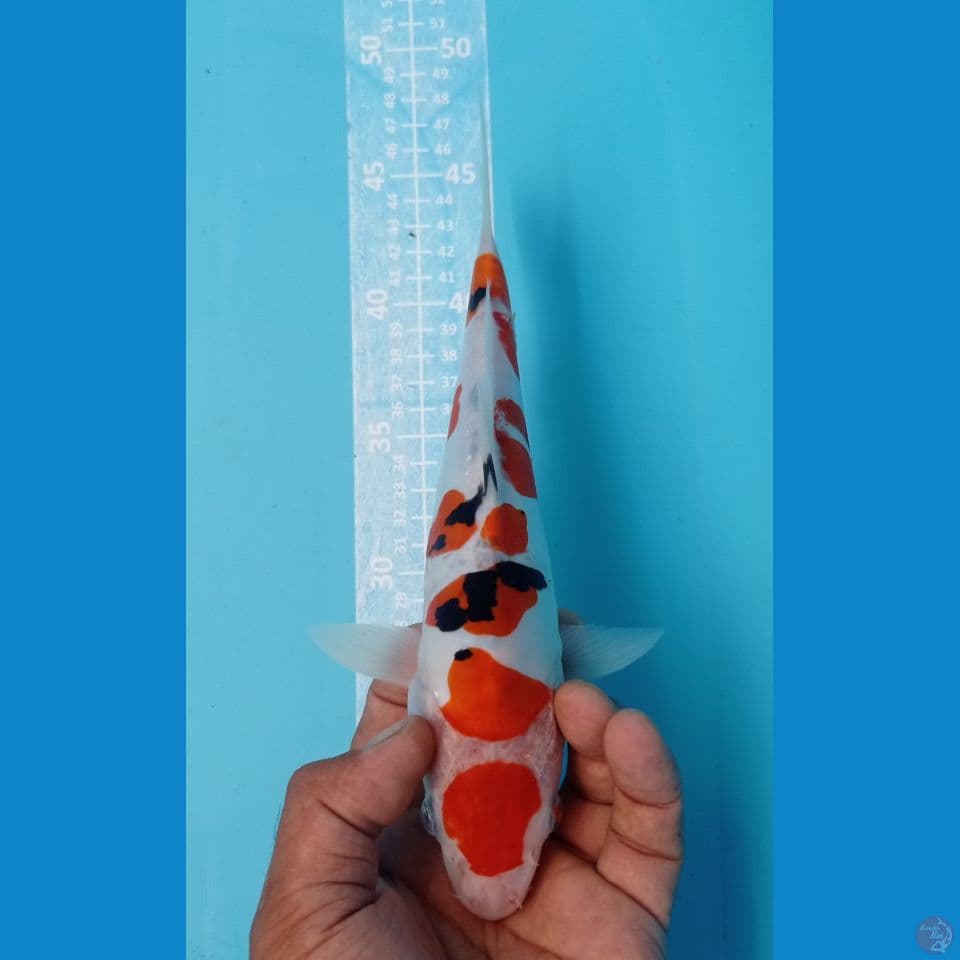 SANKE 27CM