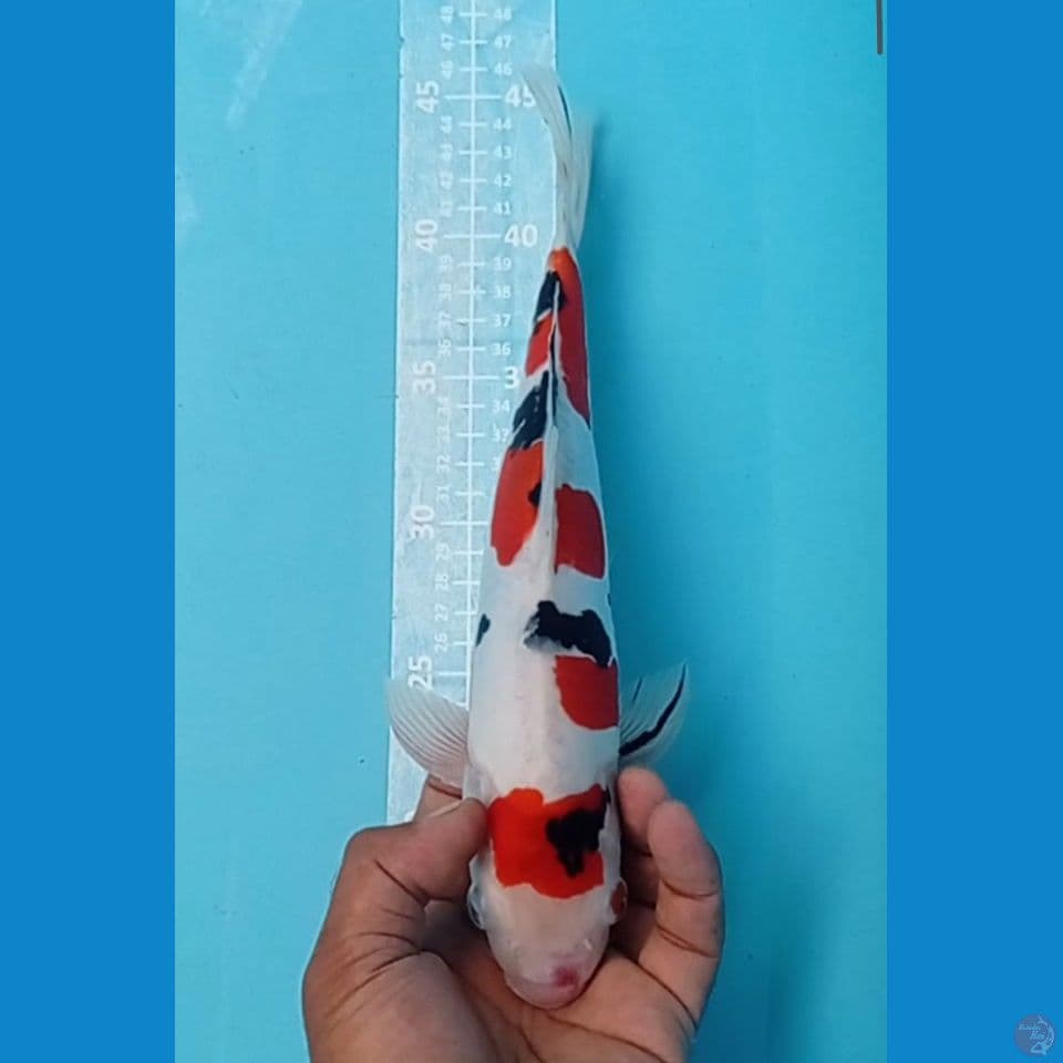DOITSU 30CM