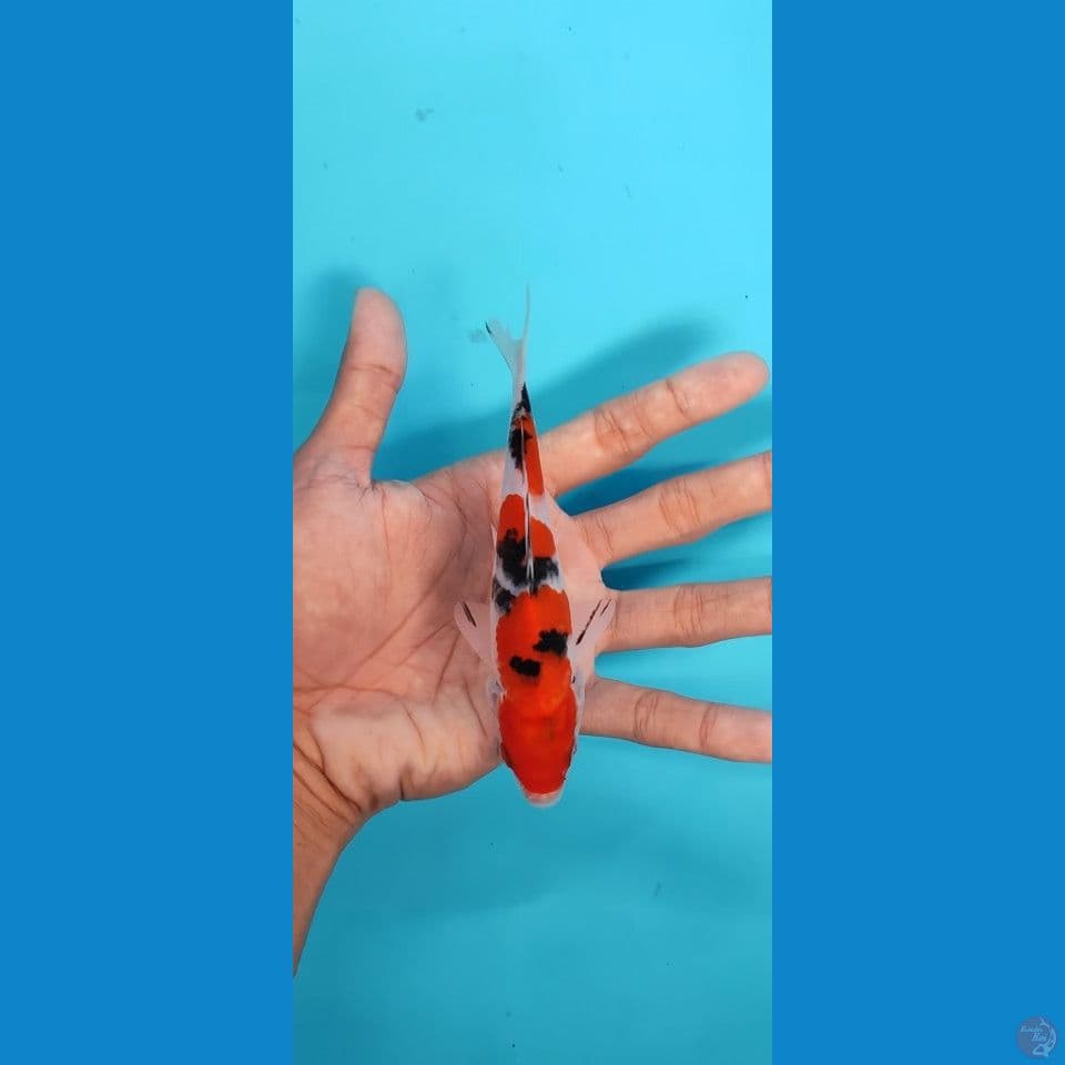 Mini sanke -+15 cm